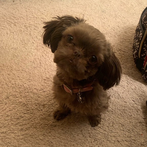 Meet your Posher, Lisa - Picture 2 of 8